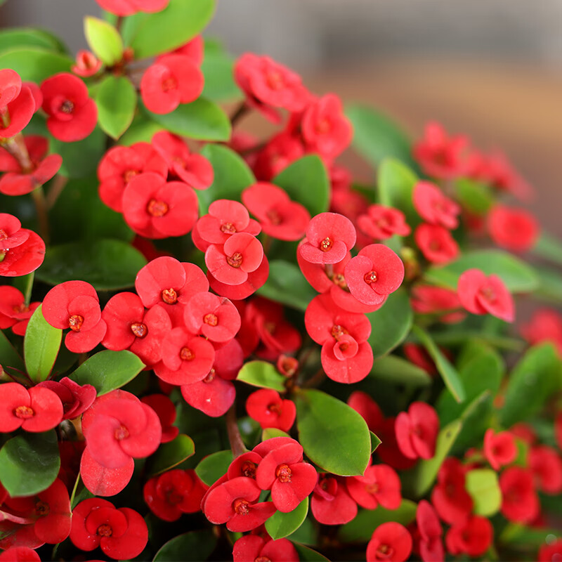 6.9元 开时果 铁海棠带花发货 【虎刺梅+舍得紫砂盆+圆底托】元 开时果 正宗清香胡椒木盆栽【舍得紫砂盆+苔插图