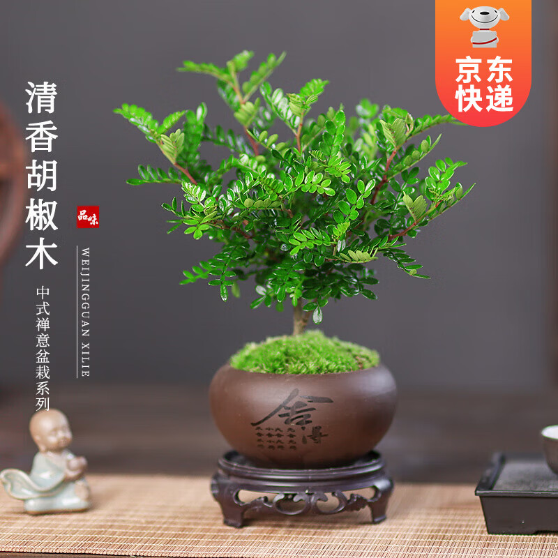 6.9元 开时果 铁海棠带花发货 【虎刺梅+舍得紫砂盆+圆底托】元 开时果 正宗清香胡椒木盆栽【舍得紫砂盆+苔插图1